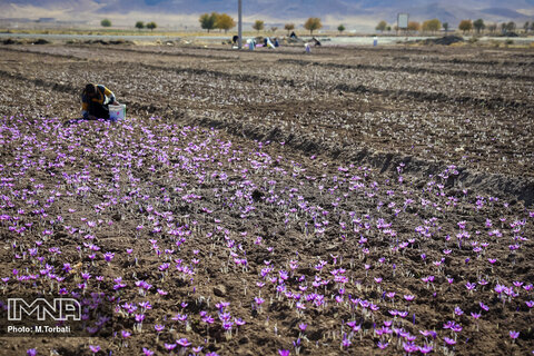 افزایش ۲۰ درصدی کشت محصول زعفران در فریدن
