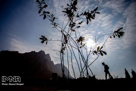 کاشت بیش از ۵ هزار درخت و درختچه در پروژه سردار شهید سلیمانی