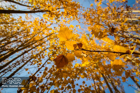 Golden autumn in Mobarake
