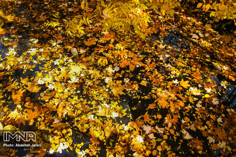 Golden autumn in Mobarake
