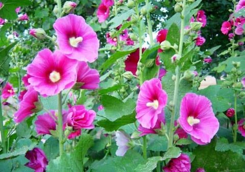 درمان سرماخوردگی با مصرف گیاه گل ختمی 