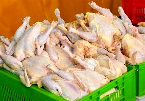 عرضه روزانه ۳۰۰ تن مرغ با قیمت ۱۸۵۰۰ تومان