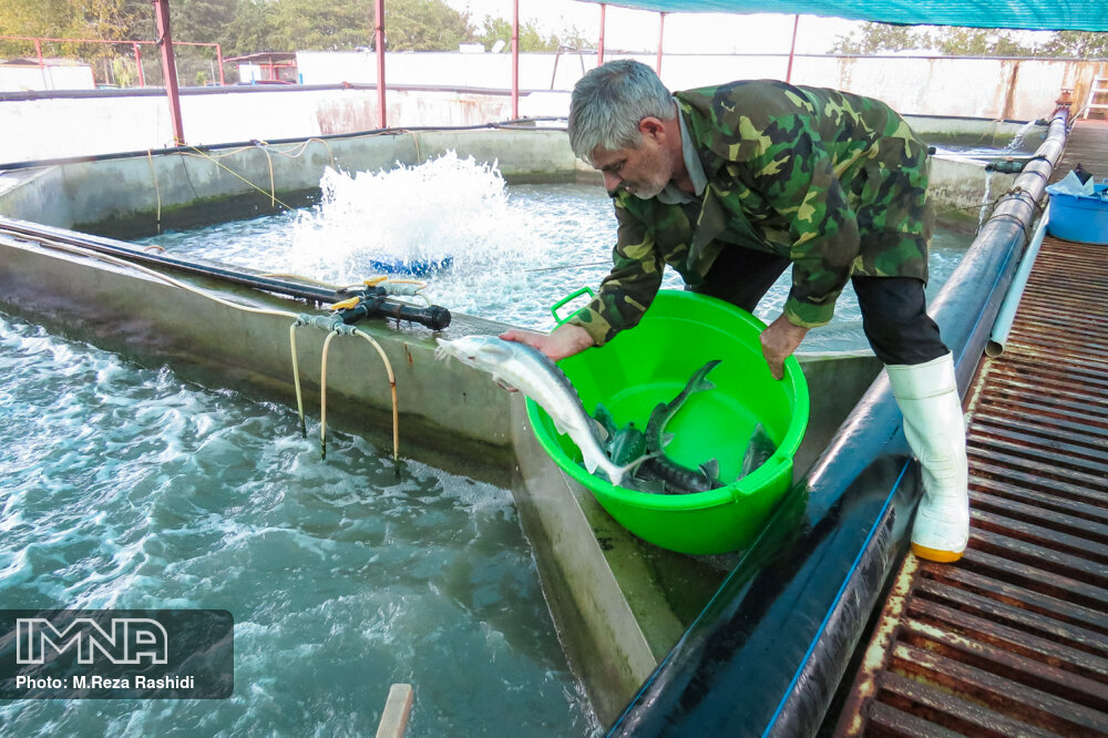 راه‌اندازی مزرعه ۲۰ تنی پرورش ماهیان سردآبی در شهرستان سرعین