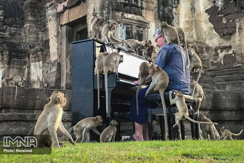 نوازنده بریتانیایی پل بارتون برای میمون های مناطق تاریخی متروک در تایلند پیانو می زند