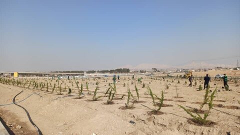 کاشت یک هزار درخت و درختچه مقاوم در پروژه سردار سلیمانی