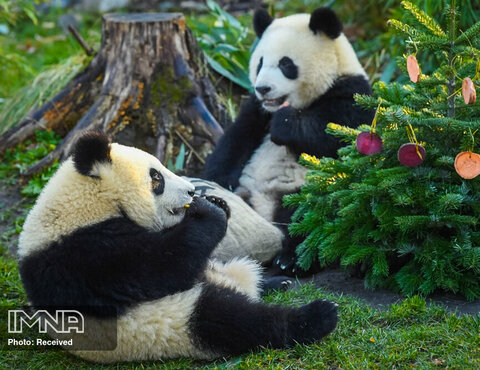 خرس های پاندای دوقلو به اسم پیت و پاول در هنگام دریافت غذای مورد علاقه خود به عنوان هدیه بر روی درخت کریسمس در باغ وحش. برلین، آلمان
