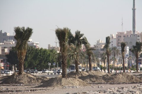 اختصاص۴٠٠ میلیارد تومان برای جلوگیری از خشکیدگی نخیلات خوزستان