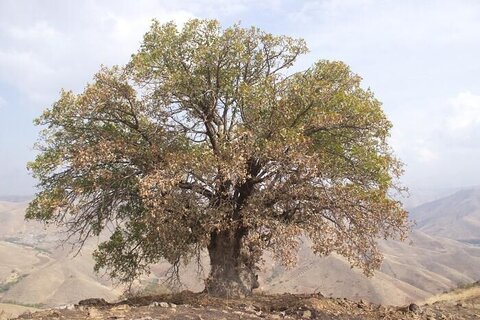 مراتب ثبت ملی ۸ درخت کهنسال به استاندار کردستان ابلاغ شد