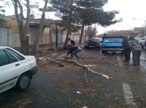 شکستگی 40 درخت در اثر وزش باد شدید  در گلپایگان