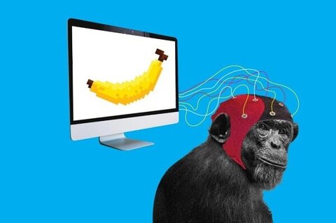 میمون‌ها اجرای بازی‌های ویدئویی را یاد گرفتند