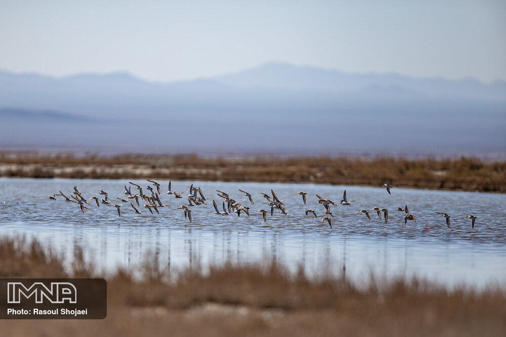 Iran's Varzaneh awarded Wetland City Accreditation