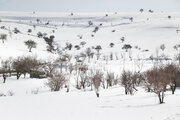 بارش برف فریدونشهر را سفیدپوش کرد/سرعت وزش باد در نطنز ۱۰۰ کیلومتر بر ساعت