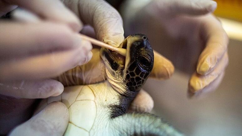 مایونز در نجات لاک‌پشت‌های مسموم معجزه کرد