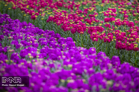 کاشت ۵ میلیون بوته انواع گل در شهر ارومیه