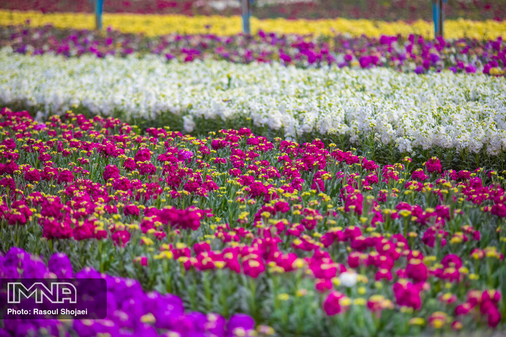 کاشت ۱۰ هزار بوته گل‌های فصلی در لاهیجان