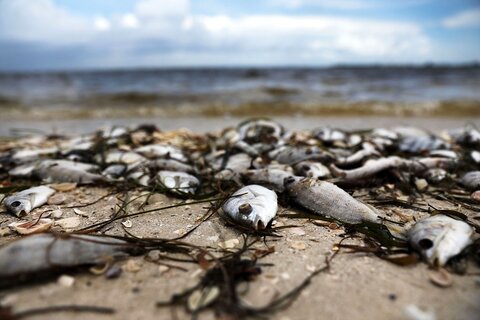 علت مرگ ماهیان دریاچه نمک بندر ماهشهر در دست بررسی است