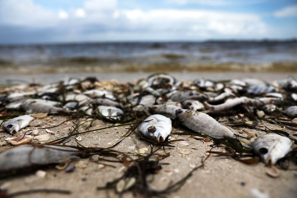 مرگ هزاران ماهی در عسلویه/بی‌توجهی محیط زیست به تلف شدن آبزیان خلیج فارس