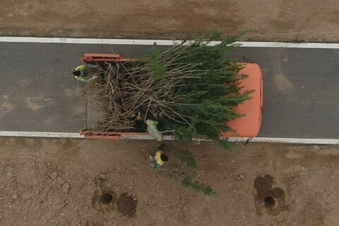 درختکاری در مسیر جاده سلامت یزد 