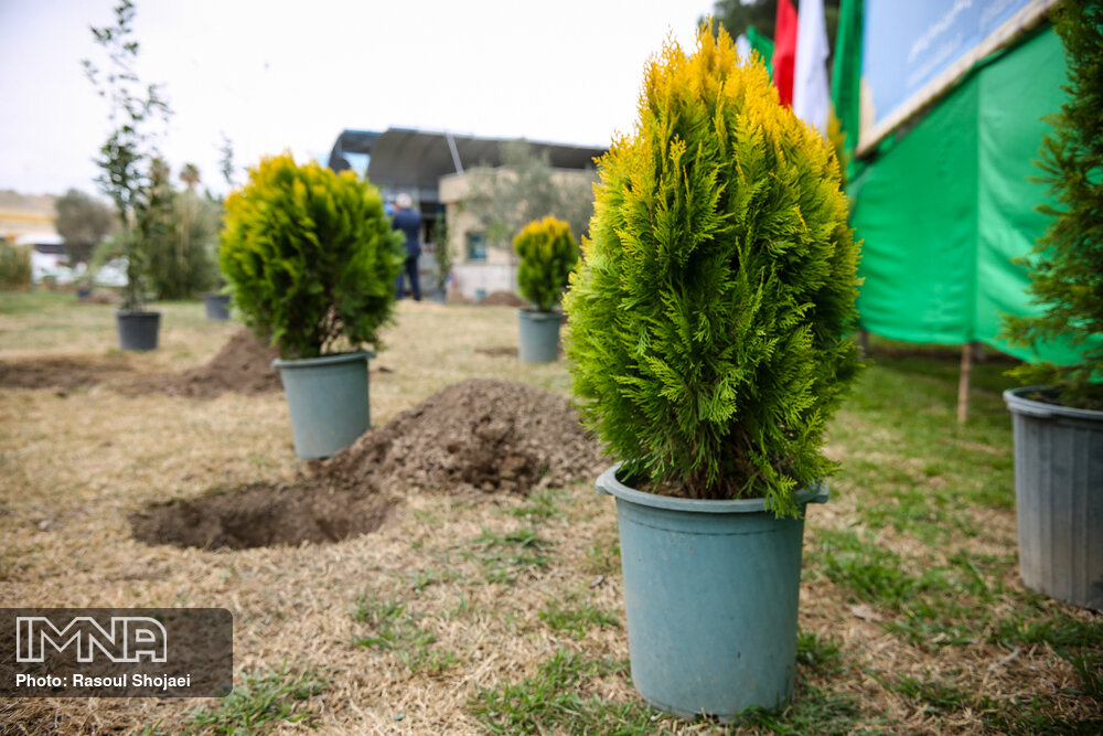 جایگزینی درختان زینتی با درختان سوزنی در شهر حمیدیا