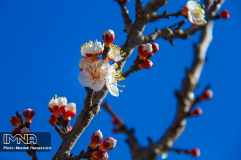 شکوفه های بهاری