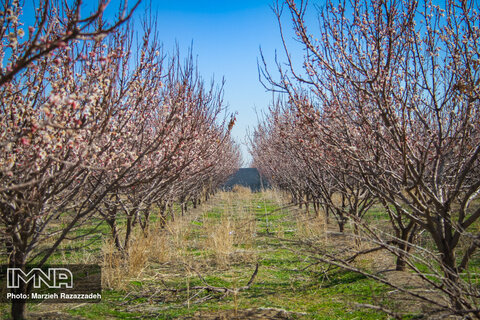 شکوفه های بهاری