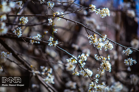  Blossoms popping up in Isfahan