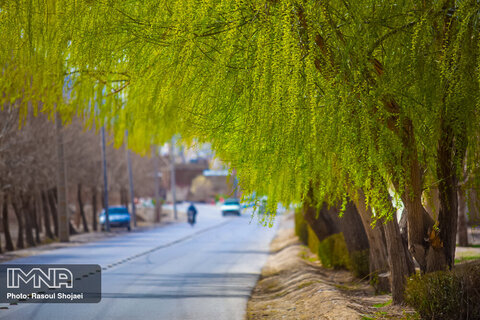  Blossoms popping up in Isfahan