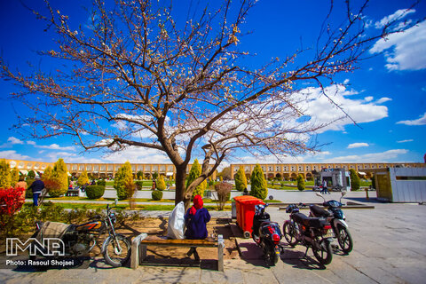  Blossoms popping up in Isfahan