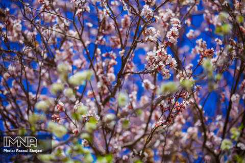  Blossoms popping up in Isfahan