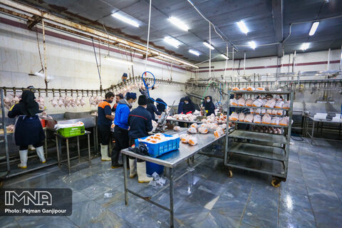 التهاب بازار مرغ در اصفهان