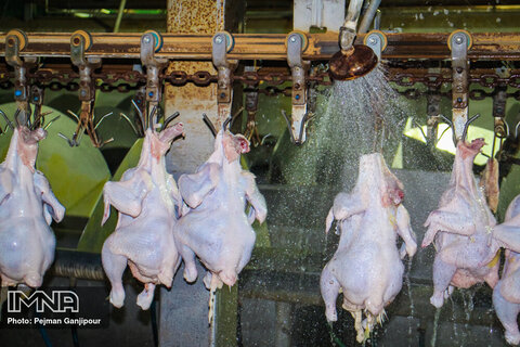 قطعه بندی و نگهداری مرغ در سردخانه ها تا اطلاع ثانوی ممنوع است