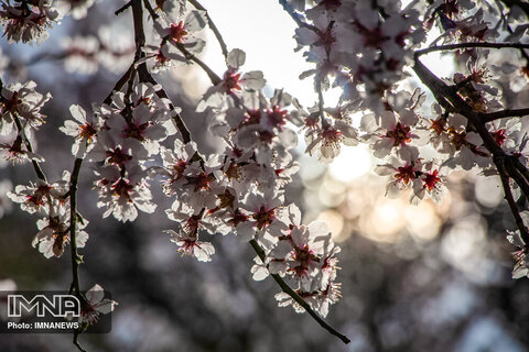 شکوفه های بهاری همدان