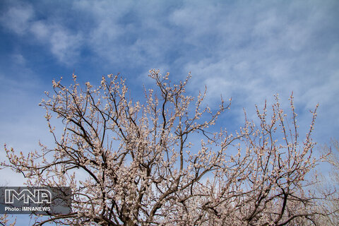 شکوفه های بهاری همدان