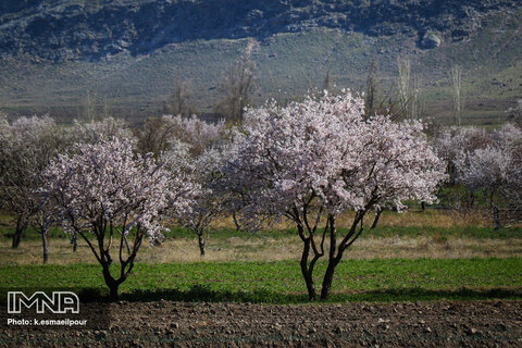 شکوفه های بهاری در تبریز