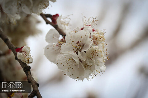 شکوفه های بهاری در تبریز