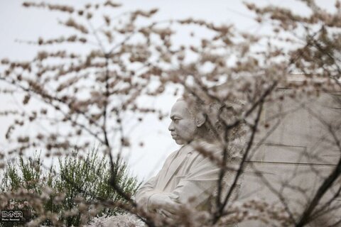 احاطه شدن بنای یادبود مارتین لوترکینگ جونیور در واشنگتن با شکوفه های گیلاس 