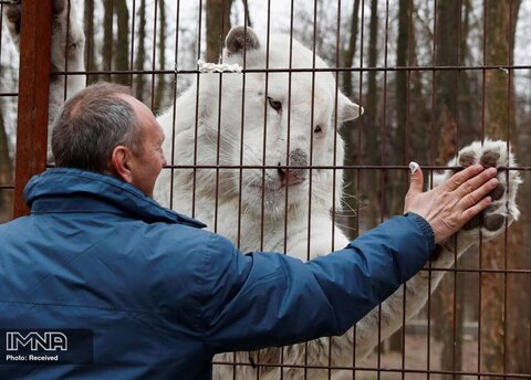 واکنش دیدنی ببر سفید بنگال با نام "موهینی" به صاحبش در یک باغ وحش شخصی در مجارستان