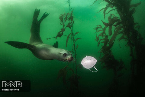 رتبه اول بهترین داستان تصویری محیط زیست 
بازی شیر دریایی با ماسک در کالیفرنیا