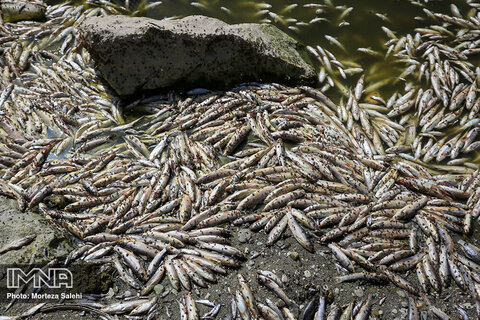 Mass death of fish trapped in dried-up Zayanderud River
