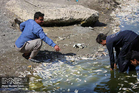 Mass death of fish trapped in dried-up Zayanderud River
