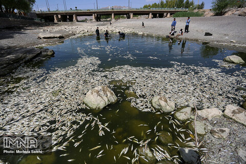 مرگ هزاران ماهی در زاینده رود