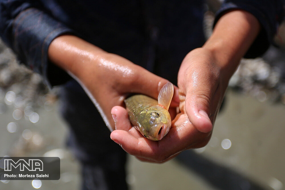 ظرفیت پرورش ۳۵۰ هزار تن میگو و ماهی در آب های ساحلی کشور