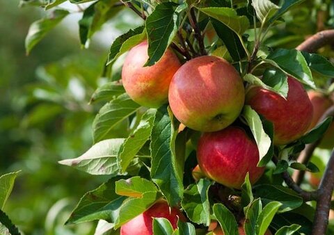 با خوردن سیب سیستم ایمنی بدن خود را تقویت کنید 