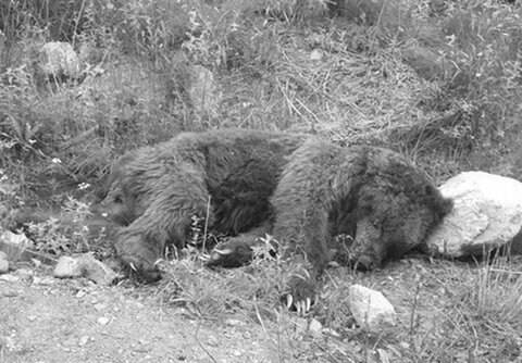 شکار خرس قهوه‌ای در ارتفاعات سمیرم