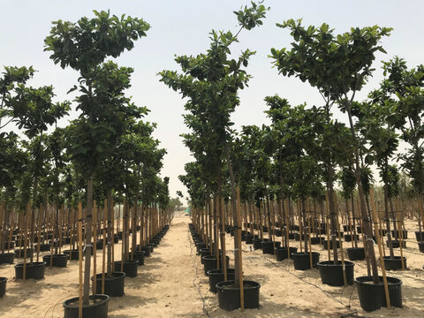 سالانه ۳ میلیون درخت در البرز غرس و نگهداری خواهد شد
