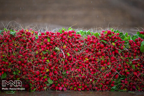 Beautiful shots of harvesting radishes