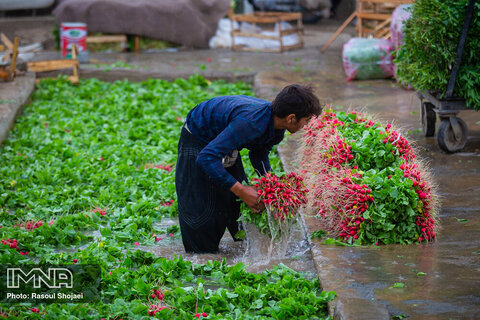 Beautiful shots of harvesting radishes