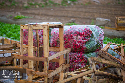 Beautiful shots of harvesting radishes