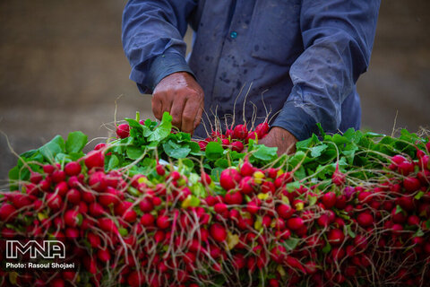 Beautiful shots of harvesting radishes