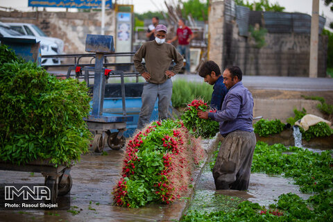 Beautiful shots of harvesting radishes